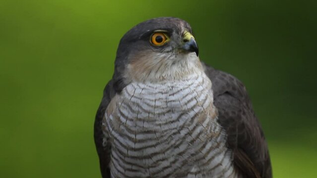 Eurasian Sparrowhawk cipiter nisus watching in summer forest
