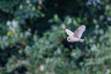 A wild barn owl looks majestic as it hunts for prey in the early evening