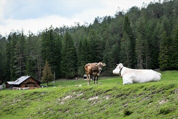 Rinder auf einer Almwiese
