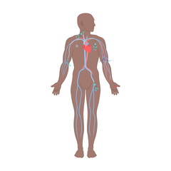 Central venous catheter placement sites shown on the male body. Types of central lines. Man with CVC access devices. PICC, arterial line, implantable port for infusion. Medical vector illustration. - obrazy, fototapety, plakaty