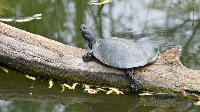 European pond turtle / European pond terrapin / European pond tortoise (Emys orbicularis / Testudo orbicularis) basking in the sun on fallen tree trunk in pond
