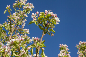 fruit tree blooming in spring
