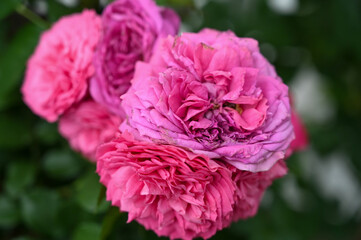 Beautiful Pink Flowers Plant in Garden