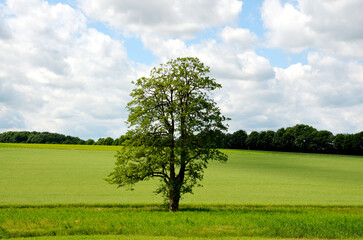 Fototapeta na wymiar a solitary tree in the field, a beautiful tree, a tree in the field