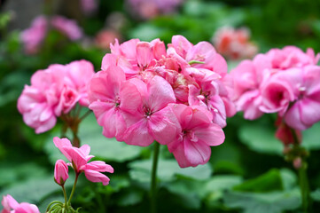 Beautiful Pink Flowers Plant in Garden