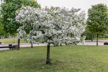 Blooming apple tree in the park in spring. White and pink flowers on an apple tree.