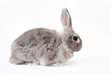 Gray rabbit on a white background. Copy space. Side view. The concept of advertising products for animals