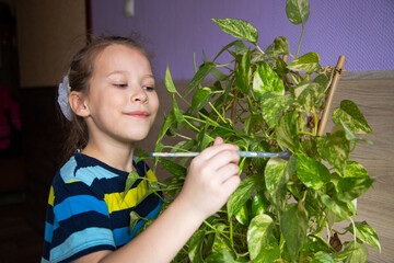 little girl child in striped clothes carefully wipes the dust with a brush from each leaf of a house plant