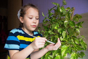 little girl child in a striped turtleneck gently cares for and dusts with a brush from the foliage of a house plant