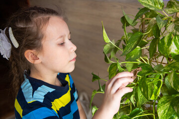 little girl child in a striped turtleneck slowly pulls out dry foliage from a home flower