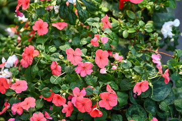 Beautiful Pink Flowers Plant in Garden