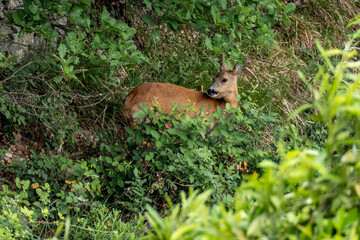 Capriolo Selvatico (Savona, Liguria)