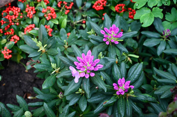 Fototapeta premium Beautiful Pink Flowers Plant in Garden