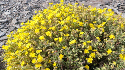 Arbusto silvestre de flores amarillas  en suelo rocoso