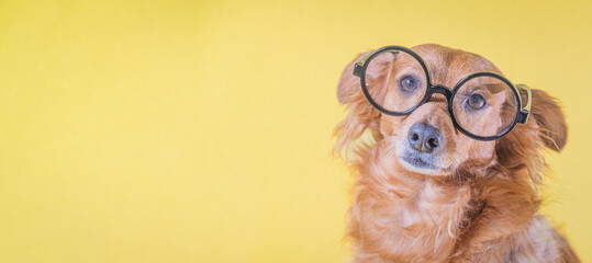 Brown dog with nerdy glasses looks at camera with yellow uniform background