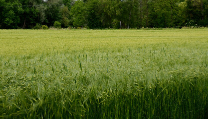 Fototapeta premium beautiful rye field, rye, ripe rye