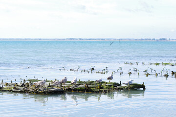 Ostr&eacute;iculture &agrave; Cancale