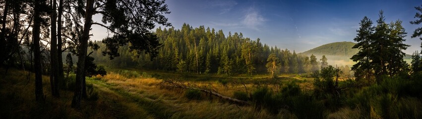 Petit matin sur une pinède en montagne, Allègre, Haute-Loire, Auvergne-Rhône-Alpes, France