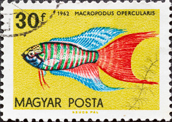 HUNGARY - CIRCA 1962: a postage stamp from HUNGARY, showing the tropical fish Paradise, Fish...