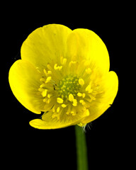 Buttercup in full bloom against a black background 