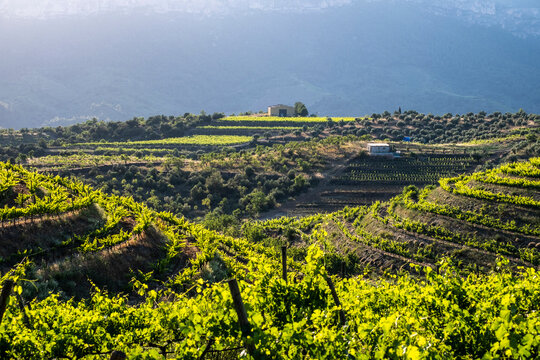 Vineyards In The Priorat Wine Region In Tarragona In Catalonia