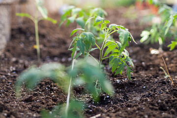 tomato plant just planted in moist and fertile soil