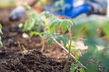 tomato plant just planted in moist and fertile soil