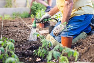 Fototapeta premium Details of an old man's hands watering a tomato plant.