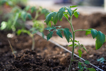 tomato plant just planted in moist and fertile soil