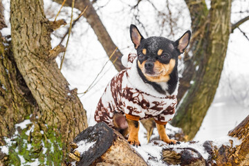 Chihuahua dog in clothes in winter on a snowy day. Animal, pet.