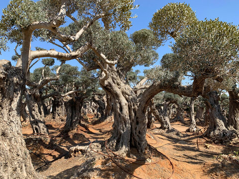 Old bizarre olive trees in moshav Zimrat