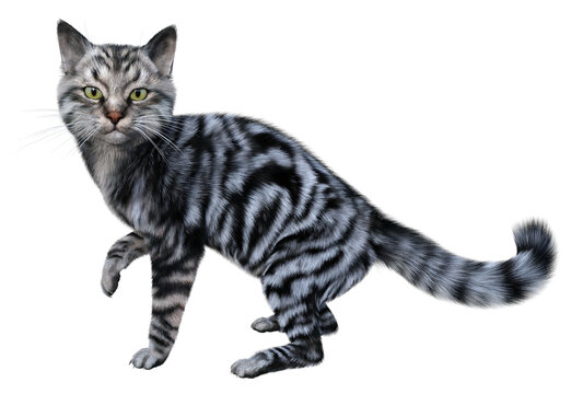 Silver tabby siberian cat raised a paw turning to us with a glance. 3d render isolated on white