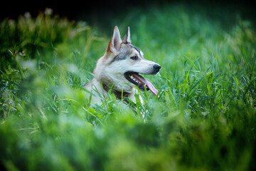 A husky dog walks in the green grass in summer