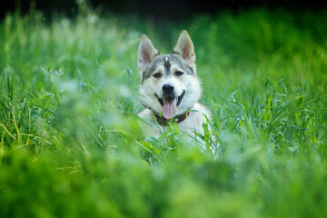 A husky dog walks in the green grass in summer