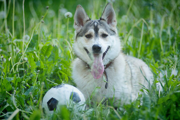 A husky dog is resting in the green grass with a soccer ball