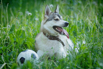 A husky dog is resting in the green grass with a soccer ball