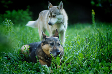 Naklejka premium A husky dog plays with a German Shepherd on the green grass in summer