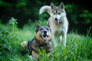 A husky dog plays with a German Shepherd on the green grass in summer