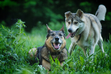 Naklejka na ściany i meble A husky dog plays with a German Shepherd on the green grass in summer