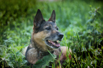 A German Shepherd dog is resting in the green grass on a summer evening