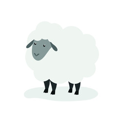 Sheep standing on hooves