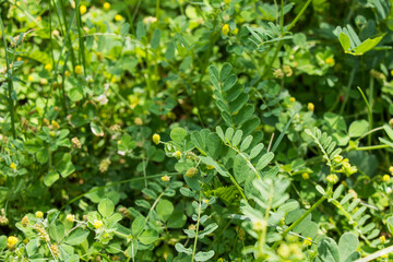 Shamrock green grass and field background, springtime