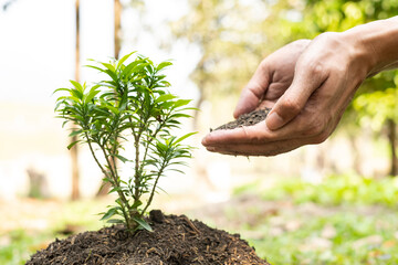 The young man's hands are planting young seedlings on fertile ground, taking care of growing...