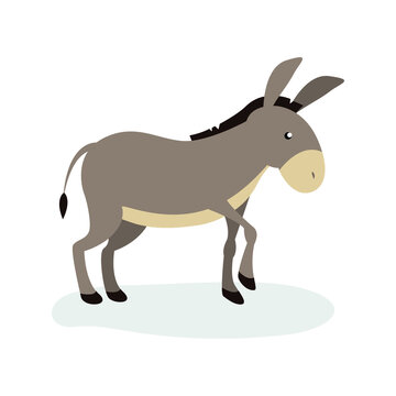 Gray donkey raised front hoof