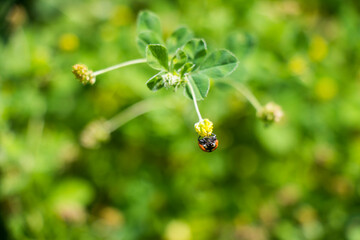 Red ladybug on the green grass