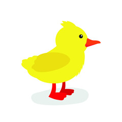 Yellow little duckling stands on its paws