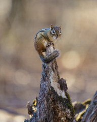 chipmunk on tree
