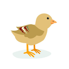 Little chick stands on its paws