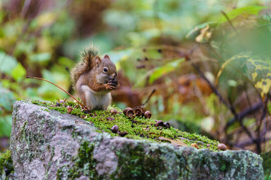 squirrel in the forest