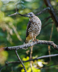 Hawk on perch